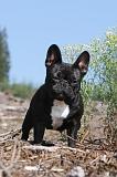 BOULEDOGUE FRANCAIS 268